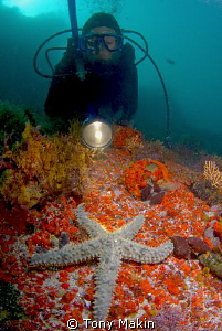 Spiny starfish by Tony Makin 